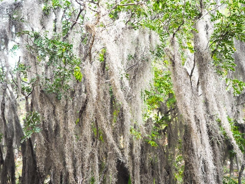 Tara trees with hanging Spanish gray colored moss