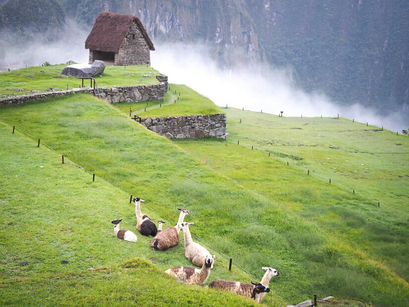 Some llamas sitting on grassy terraces and Machu Picchu with a small thatch roof hut in the background