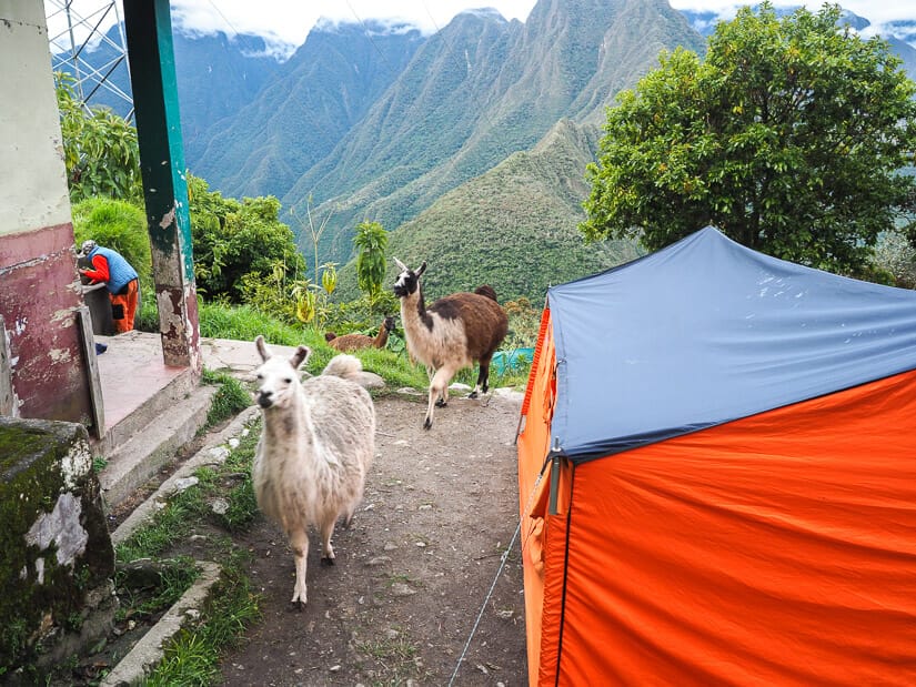 Two llamas walking past an orange tent in a campsite at Wiñay Wayna