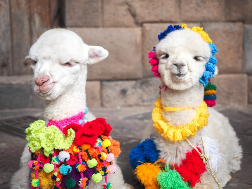 Two white baby alpacas wearing colorful accessories