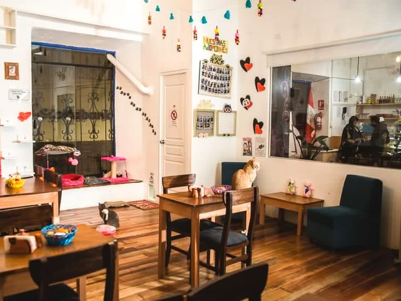 Inside Catfetin, a cat cafe in Cusco, with some cats on the table and floor and two guests