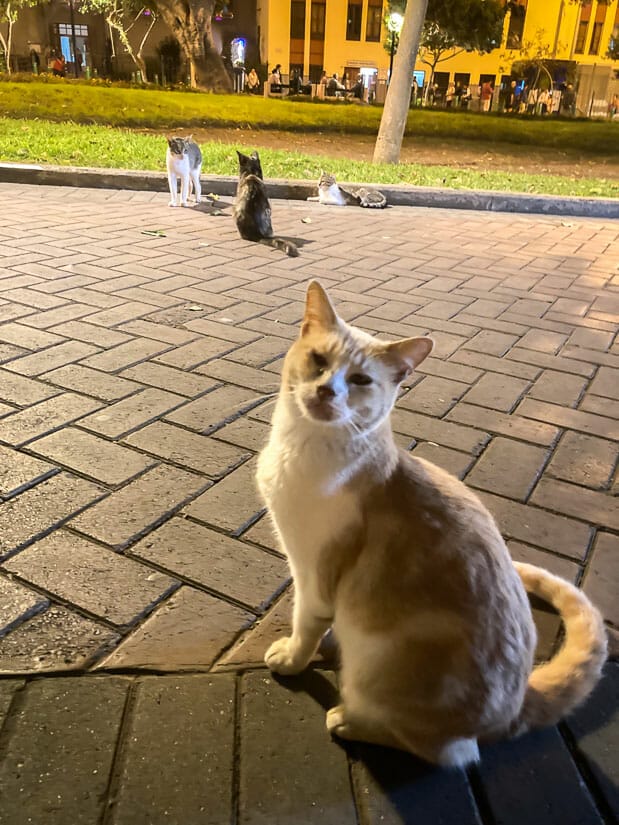 Four cats in a park in Lima
