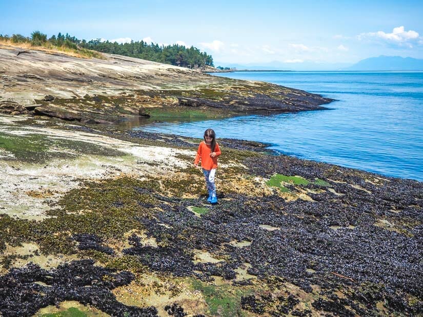 A young girl walking on a coastline covered with seaweed at low tide
