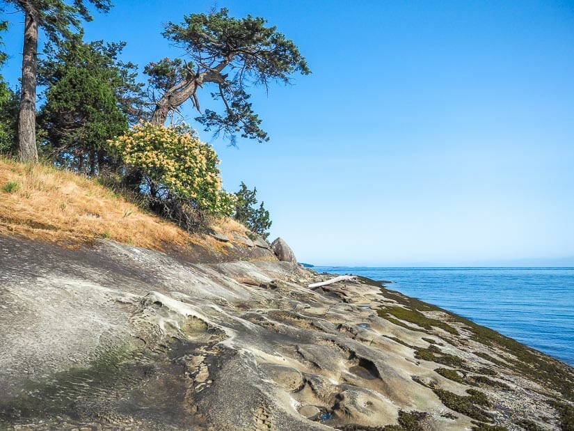 A rocky coastline and tree tilting down on the coast of Galiano Island