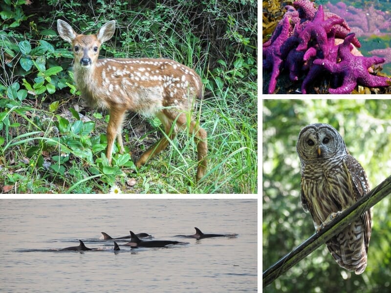 A collage of animals: deer, sea stars, orcas, and owl