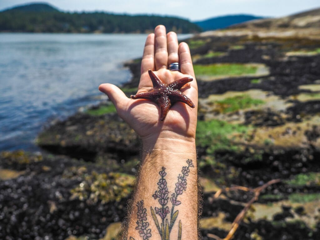 A hand holding up a small sea star, with coastline in the background
