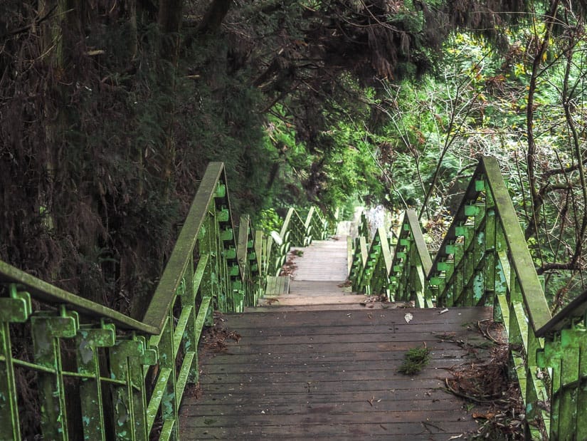 Looking down a long green set of stairs with trees on either side