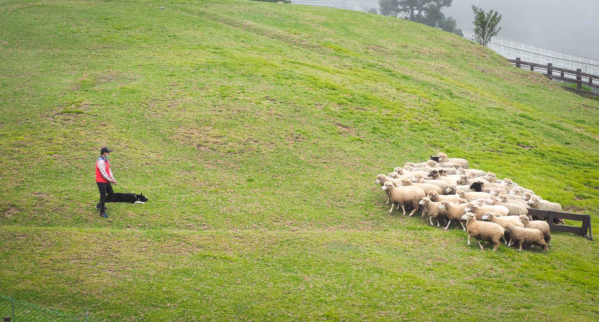 A shepherd and sheep top face a herd of sheep on a grassy hill
