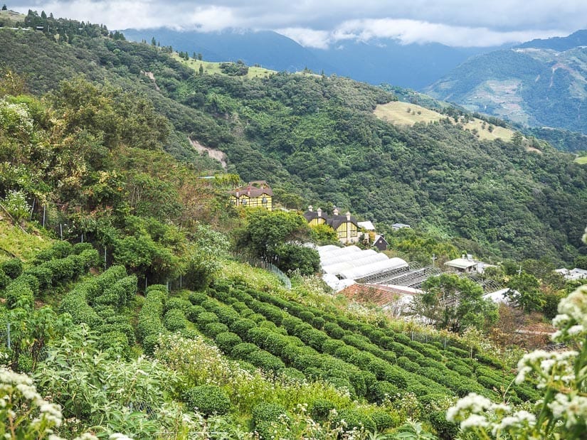 Looking down a mountain slope with tea fields and some houses at the bottom