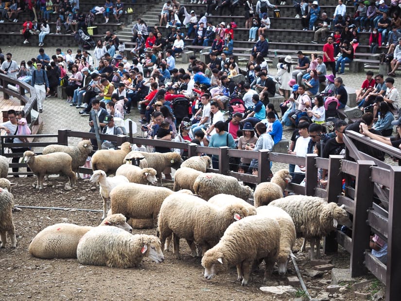 Several dirty sheep in a pen with crowds of people sitting on benches in the background