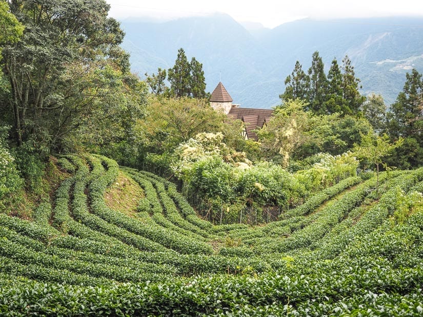 Looking down at a circular tea farm with rows of tea bushes, and the top of a castle-like hotel poked out from the trees at the bottom