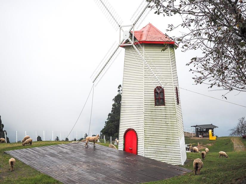 A white and red wooden windmill with a wooden platform around it and some random sheep standing around it