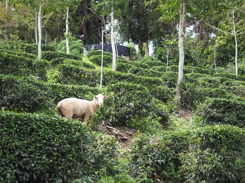 A short haired sheep standing amongst some rows of tea bushes