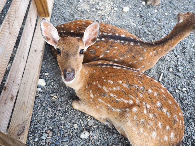 Looking down at a spotted sika deer who is looking up at the camera with ears sticking up and another one lying on the ground behind it, both next to a wooden fence