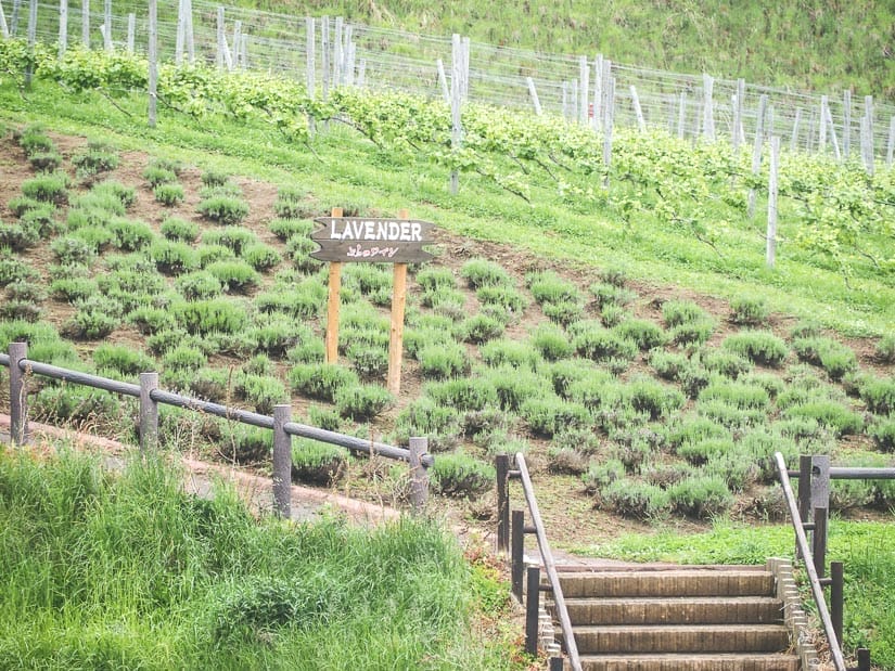 A staircase leading up to a field of lavender that's not blooming yet with a sign in the middle that says Lavender and some grape vines behind