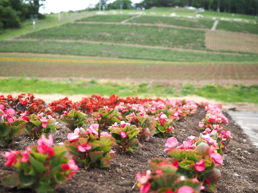 A bed of pink and red flowers in the foreground, with a hill covered in fields on unblooming flowers behind