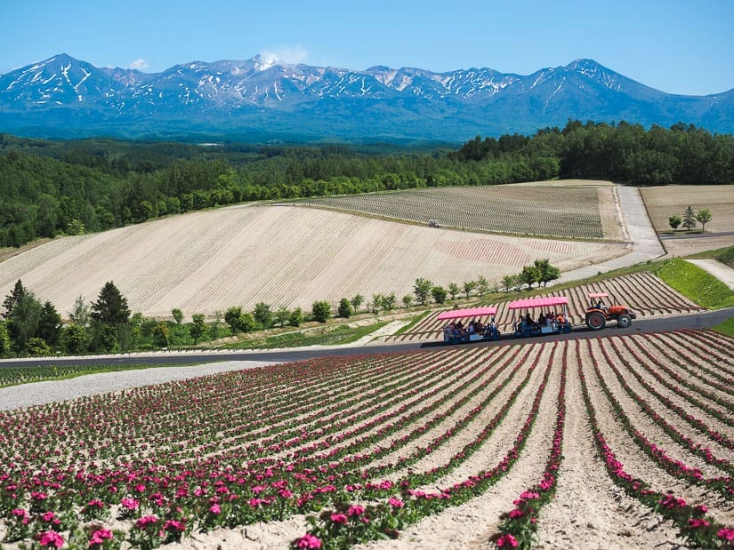 An expansive view of hills covered in empty fields, with the closest one covered in rows of pink flowers, a tractor driving between them and pulling a trailer full of people, and mountains and blue sky in the distance