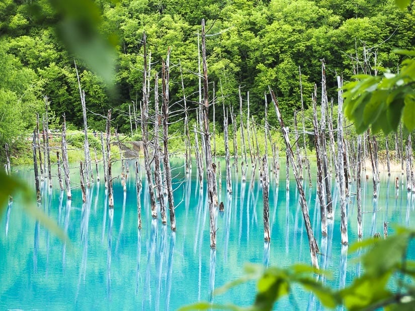 An extremely vibrant blue pond with trees growing out of it, forest behind, and some green leaves framing the image