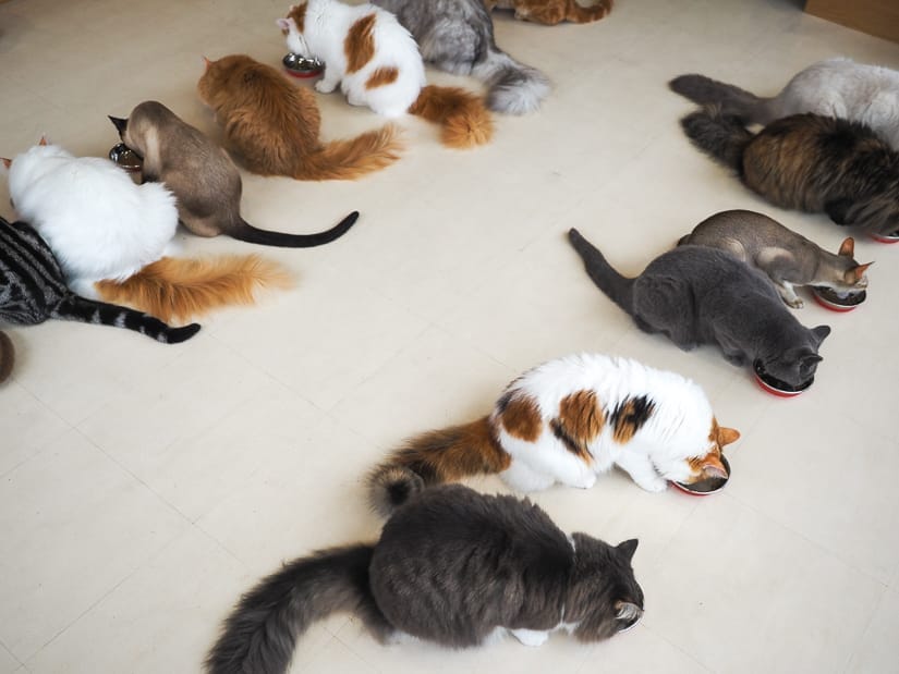 Two rows of many cats eating from metal bowls on the floor