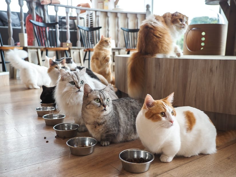 A row of half a dozen cats at their metal food bowls but they are all looking to one side at the same time