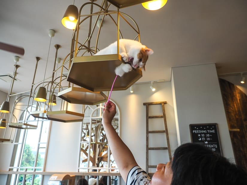 A woman reaching up with a cat toy to a white and orange cat that is sitting inside a hanging cat seat and playing with the toy