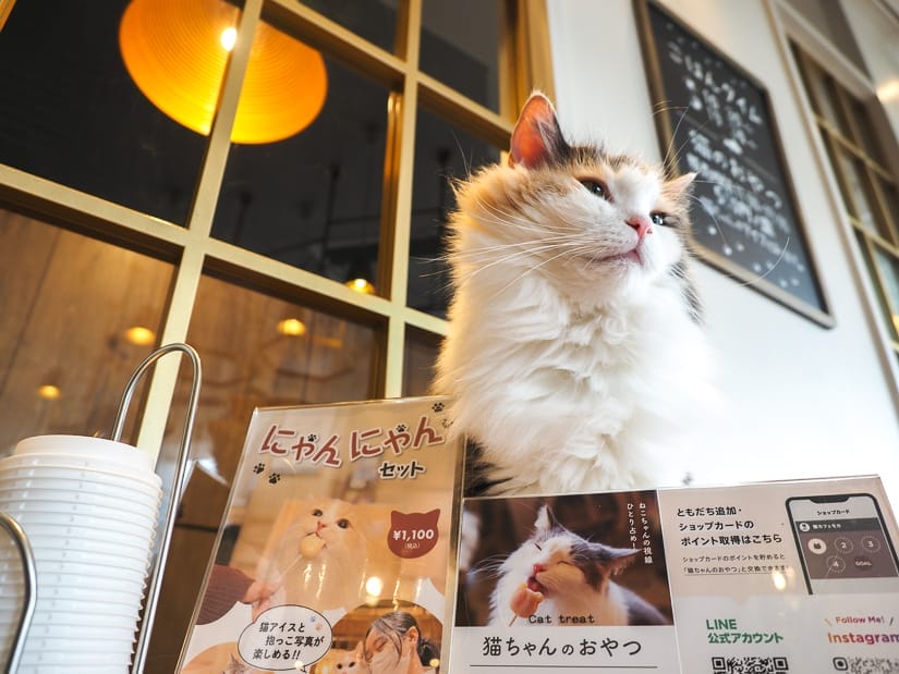 A cat sitting behind some informational displays on a table inside a cat cafe with a window panel and ceiling lamp behind it