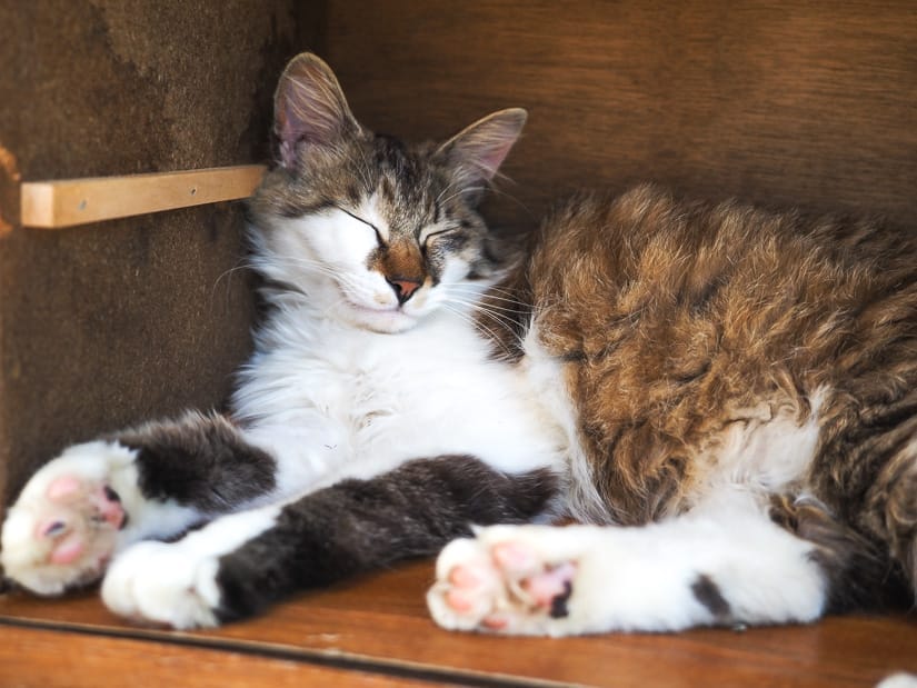 A cat sleeping inside a box