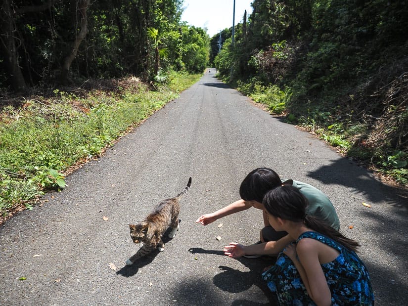 A boy and girl squatting down on a narrow road to pet a cat that's walking by