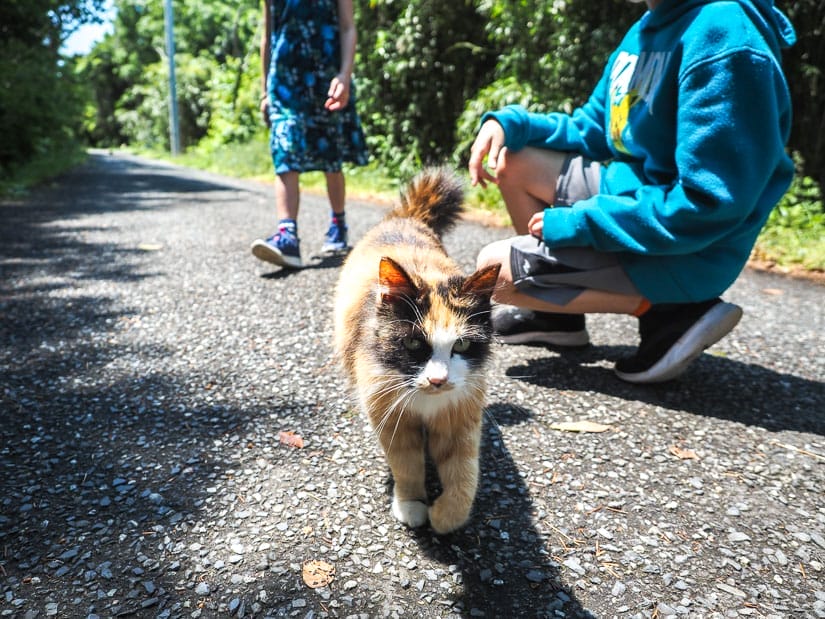 A cat walks towards the camera and away from two kids