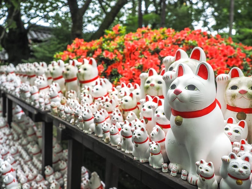 Some shelves packed with white beckoning arm cat statues with some bright red flowers and trees behind