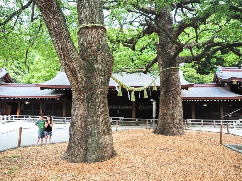 Two kids standing behind two very large trees with ropes tied between the trees and a Japanese shrine behind them