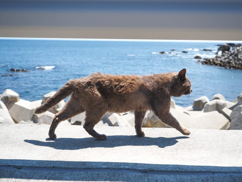 A scruffy looking gray cat walking sideways along a cement wall with metal railing above it and the ocean behind