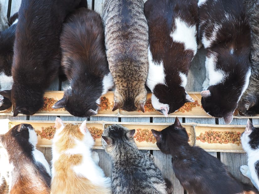 Looking down on two rows of cats feeding on either side of a long skinny food tray