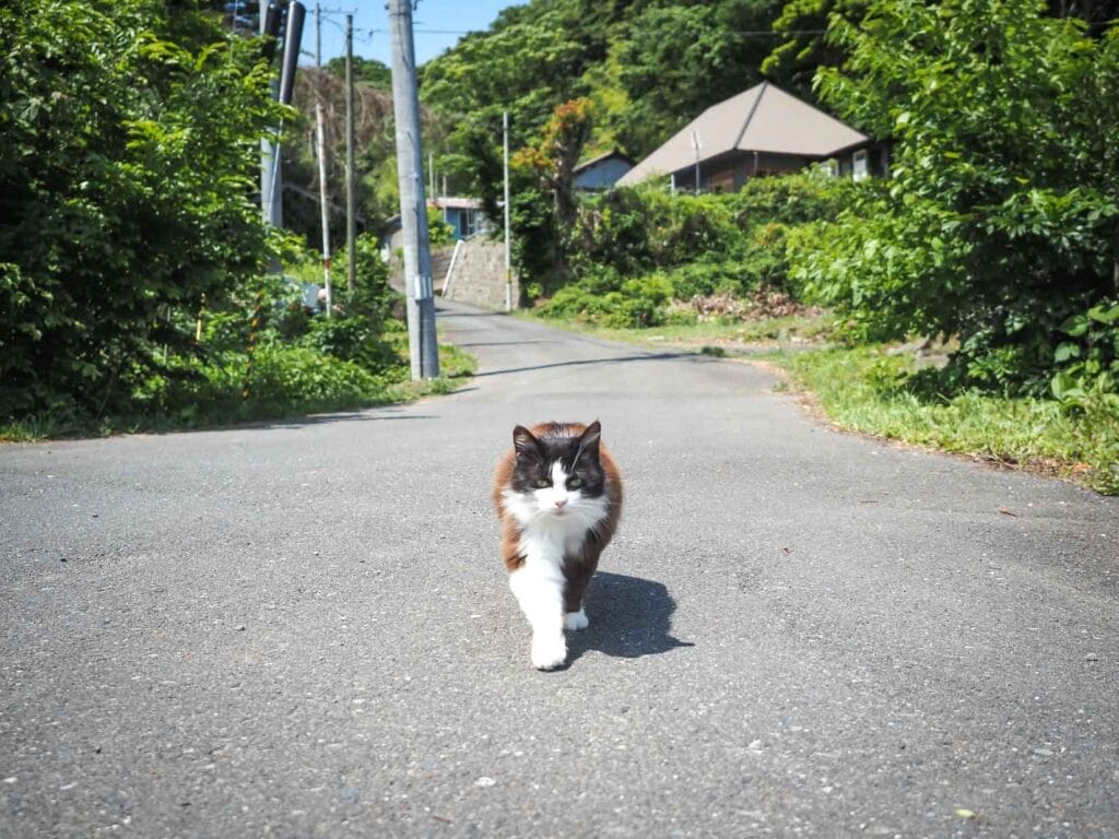 A single cat walks down the road towards the camera with some Japanese houses behind