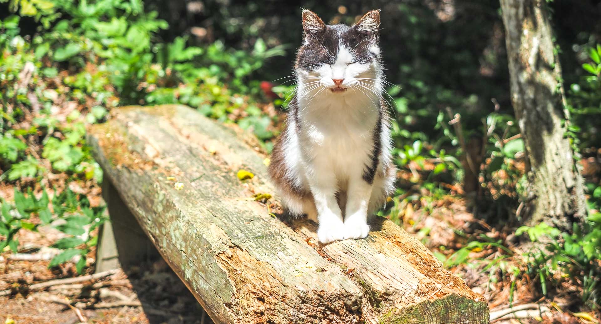 Our Day Trip to Tashirojima Cat Island with Cat-Loving Kids - Spiritual ...