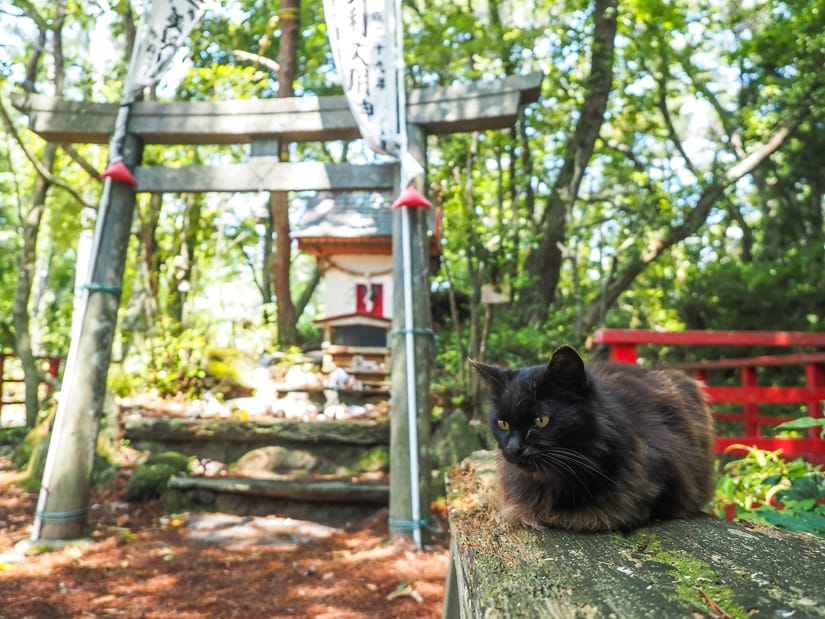 A small black cat sitting on a wooden bench in front of a small shrine in the forest