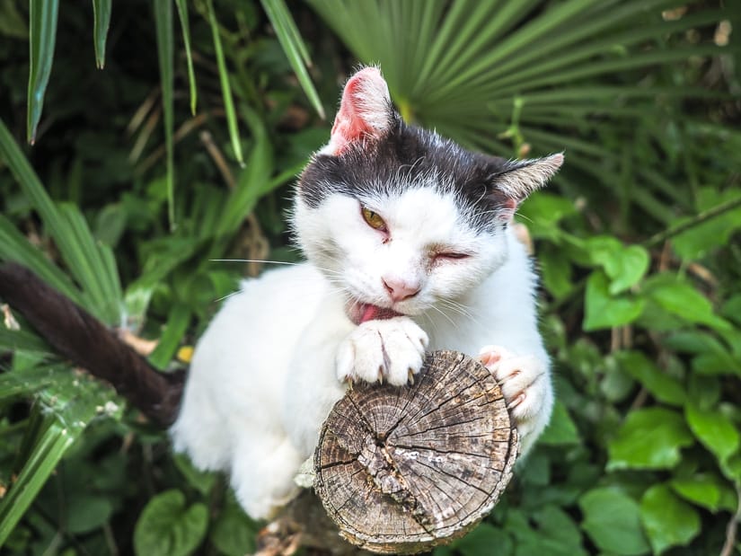 A cat balancing on a log while licking its paw