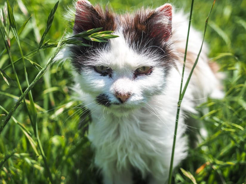 A very scruffy looking white and gray kitten in the grass