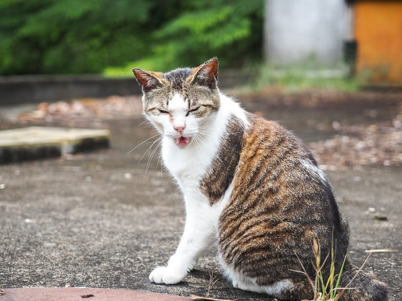 A white, gray, and black cat meowing towards the camera
