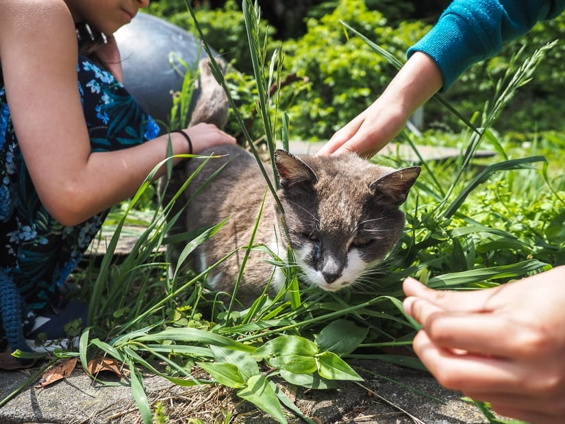 Two kids hands petting a cat in the grass