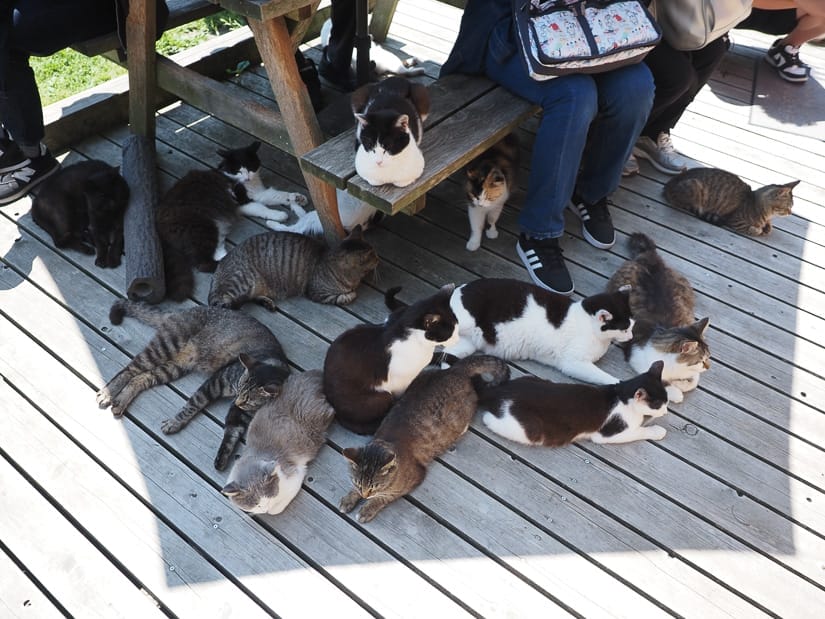 About a dozen cats lying under the shade of an umbrella, with the legs of some people sitting on a picnic table under the same umbrella
