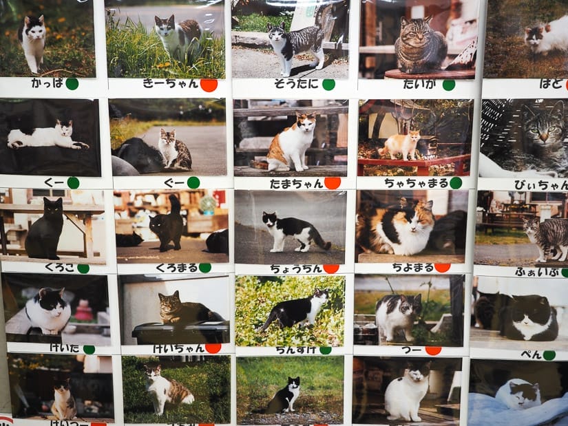 A poster with photographs of a couple dozen cats, each with its name in Japanese under it