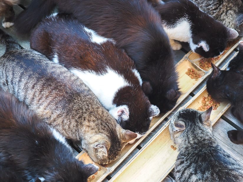 A half a dozen cats shots from above as they eat from a long food tray