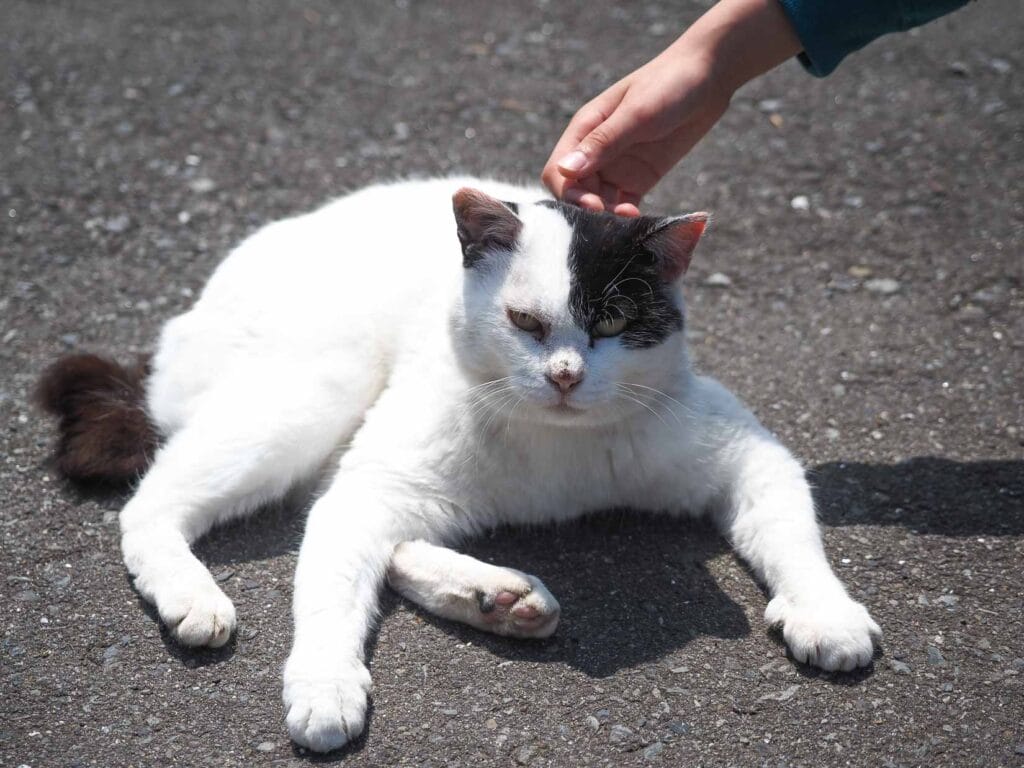 A mostly white cat with half black face lying on the pavement with its arms and legs stretched in front and scowling at the camera as a hand pets his head