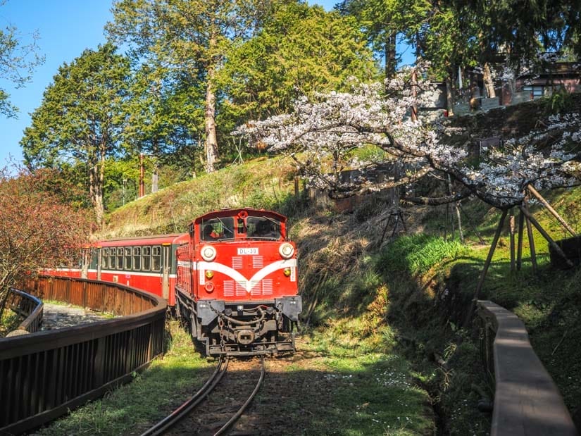 A red Alishan train passes under a blooming cherry blossom tree