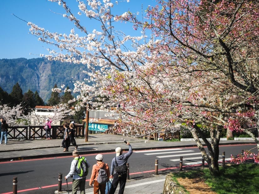 Some tourists taking photos of cherry blossoms on a street next to Alishan village