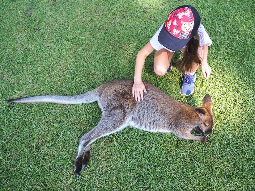 A young girl kneeling down and petting a kangaroo that's lying on grass, shot from directly above them