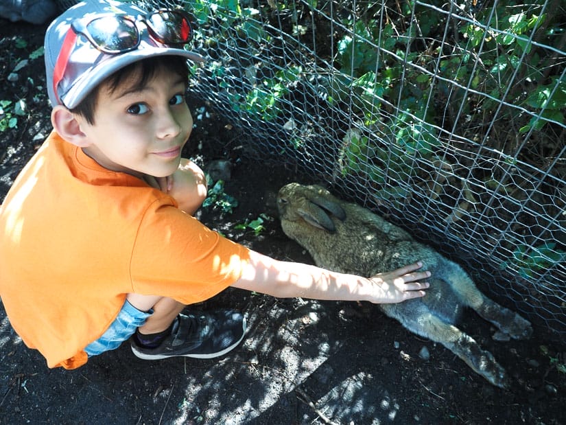 A young boy kneeling down and petting a rabbit that has its legs stretched out behind it, and the boy is looking up to face the camera