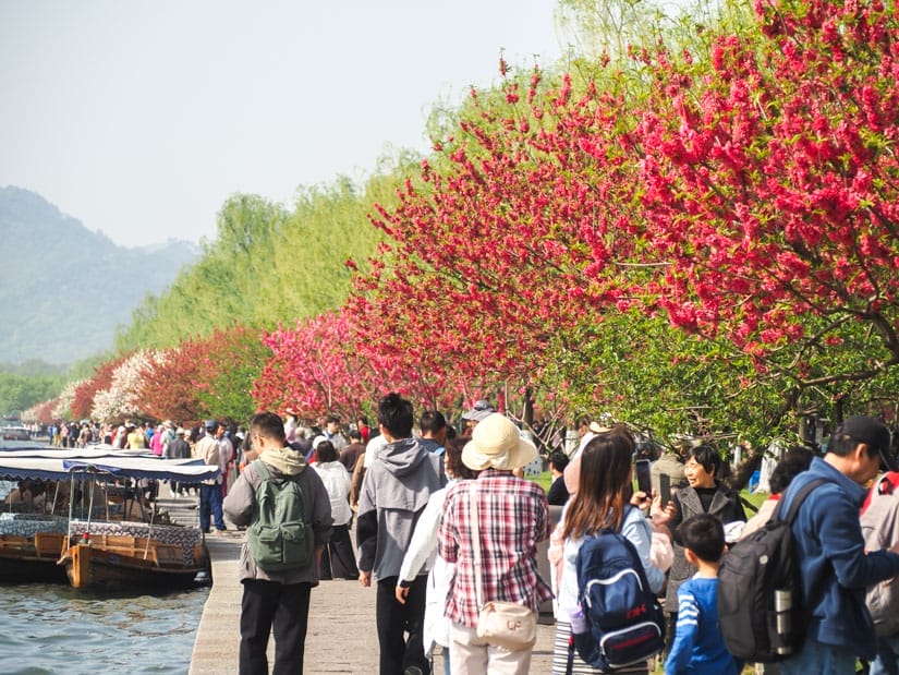 Looking down Bai Causeway, with lake and boats on the left, crowds of people in the middle, and cherry blossoms above their heads on the right