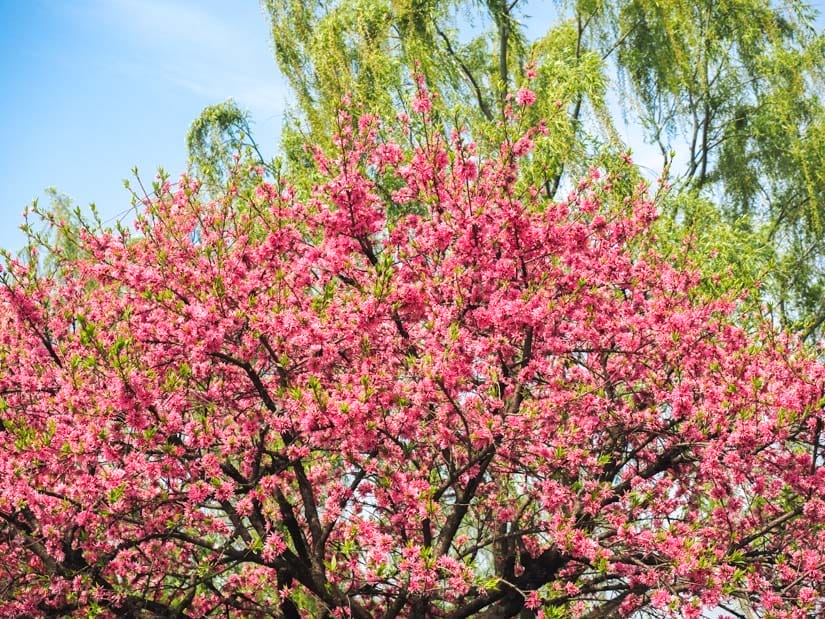 Looking up at a large cherry blossom tree with another tree with green leaves behind it